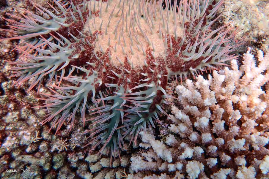 Great Barrier Reef more volatile with sharp declines in coral cover Image: Corals