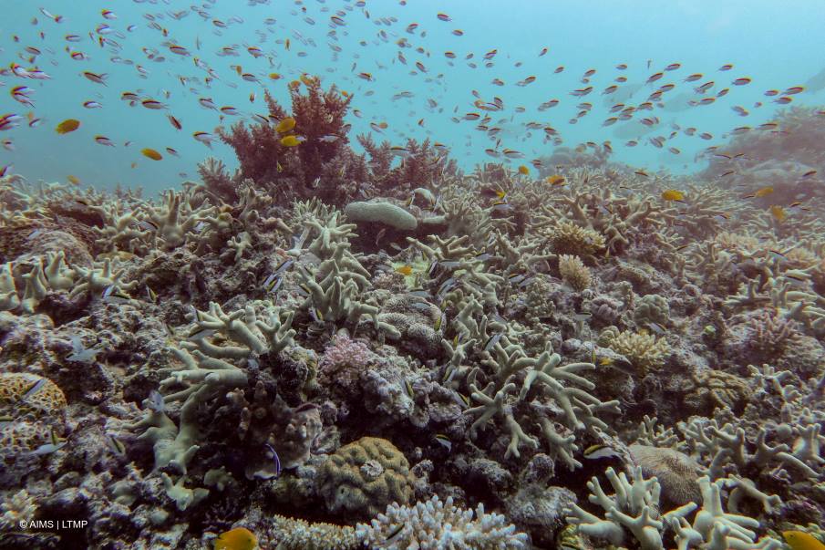 Great Barrier Reef more volatile with sharp declines in coral cover Image: Diverse coral assemblages