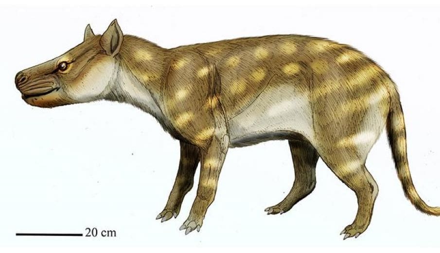 Ancient predator’s bone-crunching diet reveals secrets of climate survival Image: Dissacus praenuntius (s. ancient predator) art