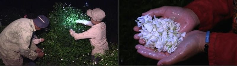 Egyptian farmers behind world's perfumes face climate fight alone Image: Egyptian farmers behind world's perfumes face climate fight alone (s. jasmine, heat)