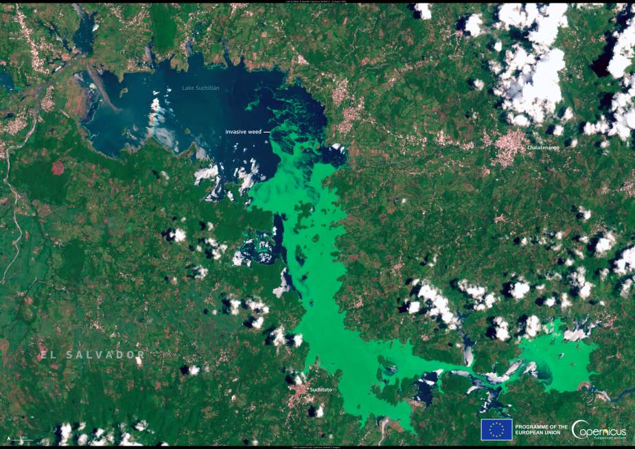 Image of the day: Lake Suchitlan covered by invasive water lettuce Satellite Image: Lake Suchitlan, El Salvador