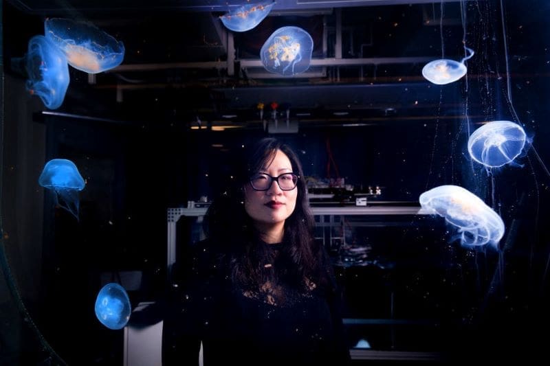Climate Science Digest: August 26, 2025 Image: Nicole Xu lab photo - moon jellyfish