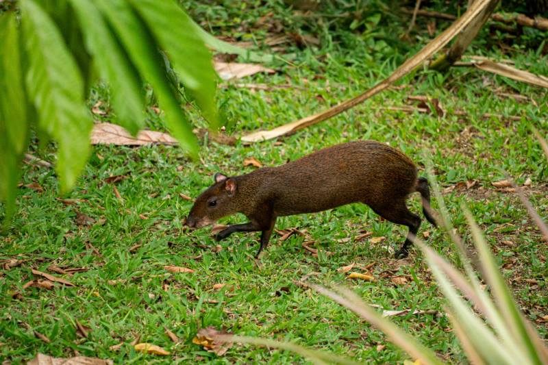 Seed-dispersing animals are vital to forests and climate, scientists warn Image: A brown agouti walks through the green grass (s. seed-dispersing animals)