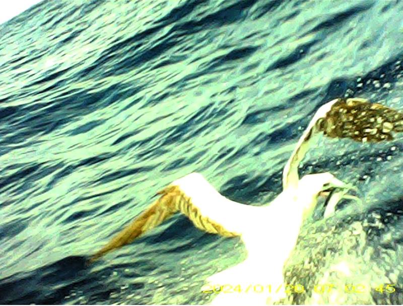Image: Red-footed boobie catching flying fish 