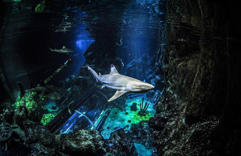 Climate Science Digest: August 31, 2025 Image: Blacktip reef shark