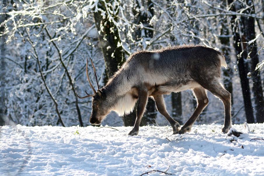 Image: a caribou in the snow in winter