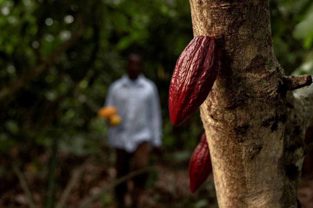 Shade trees could shrink chocolate’s carbon footprint without cutting yields Image: Blurry man and cocoa beans medium shot