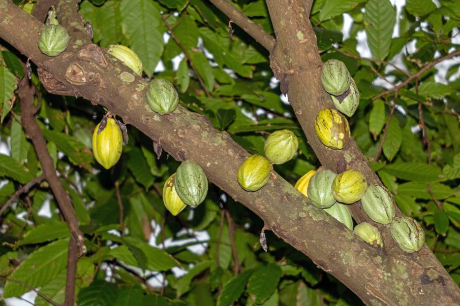 Shade trees could shrink chocolate’s carbon footprint without cutting yields Image: Cocoa pods. The beans inside are the source of cocoa, cocoa butter, and of course chocolate (s. shade trees)