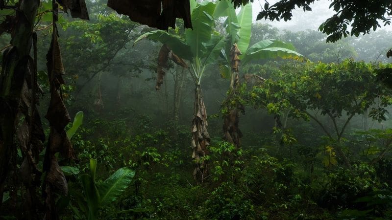 Image: Shade-grown coffee farm 