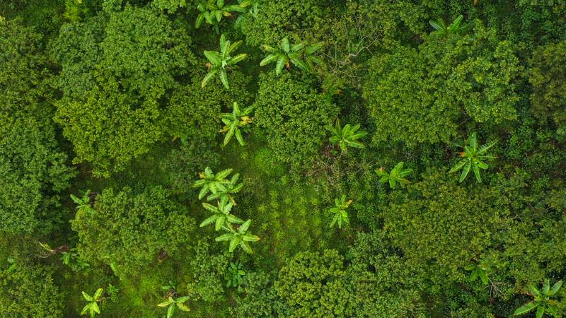 Image: Aerial view of shade-grown coffee farm