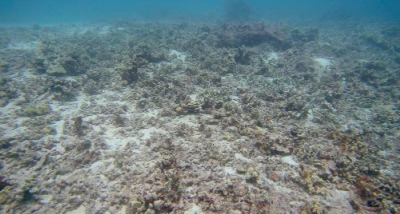 Climate Science Digest: August 28, 2025 Image: Puako coral reef in declining health