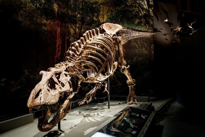 Climate Science Digest: August 31, 2025 Image: Skeleton of a Tyrannosaurus rex