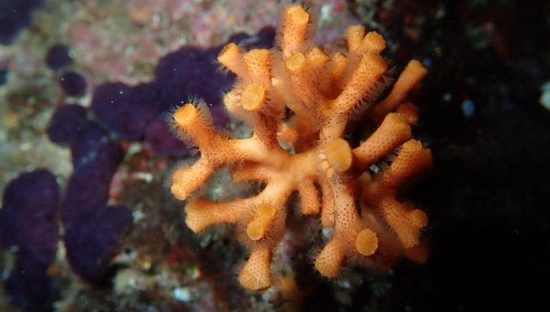 Climate Science Digest: August 13, 2025 Image: 'False coral'
