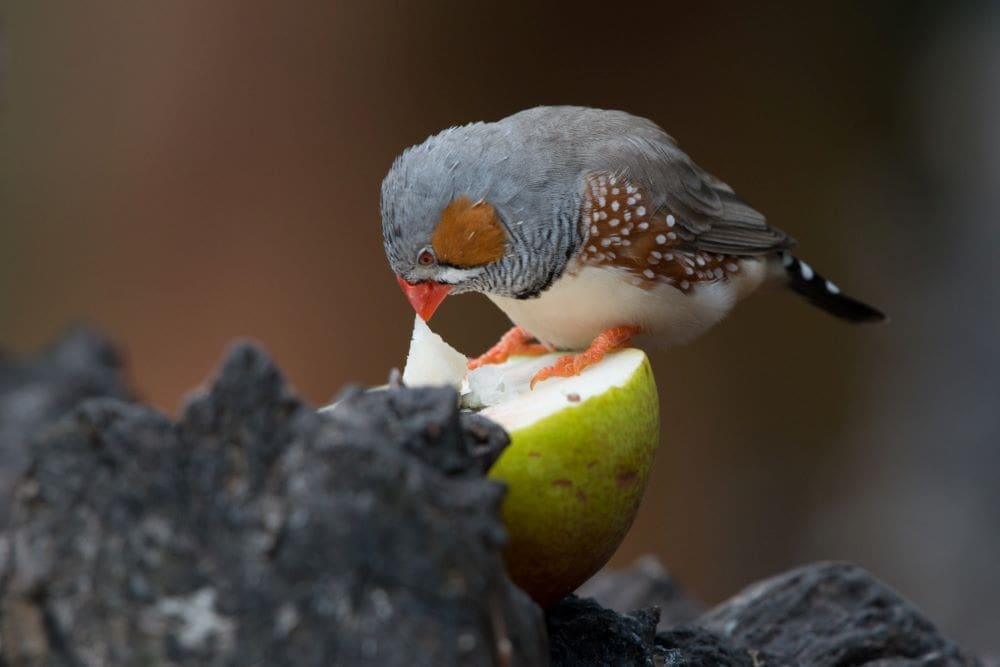 Seed-dispersing animals are vital to forests and climate, scientists warn Image: Cute finch bird eating pear standing on rock formations