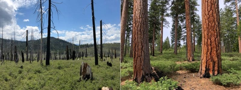 Image: High severity vs low severity fire fallout 