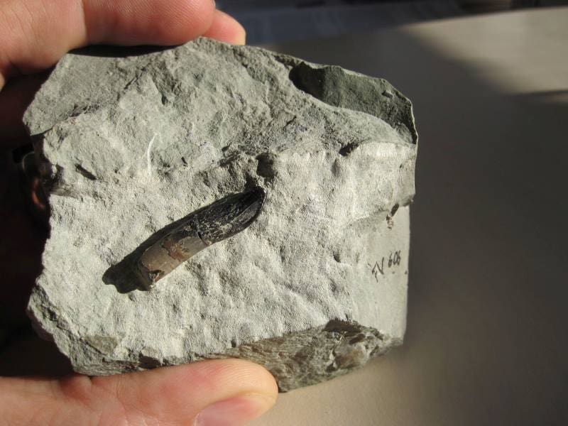 Climate Science Digest: August 31, 2025 Image: Tooth of a Europasaurus