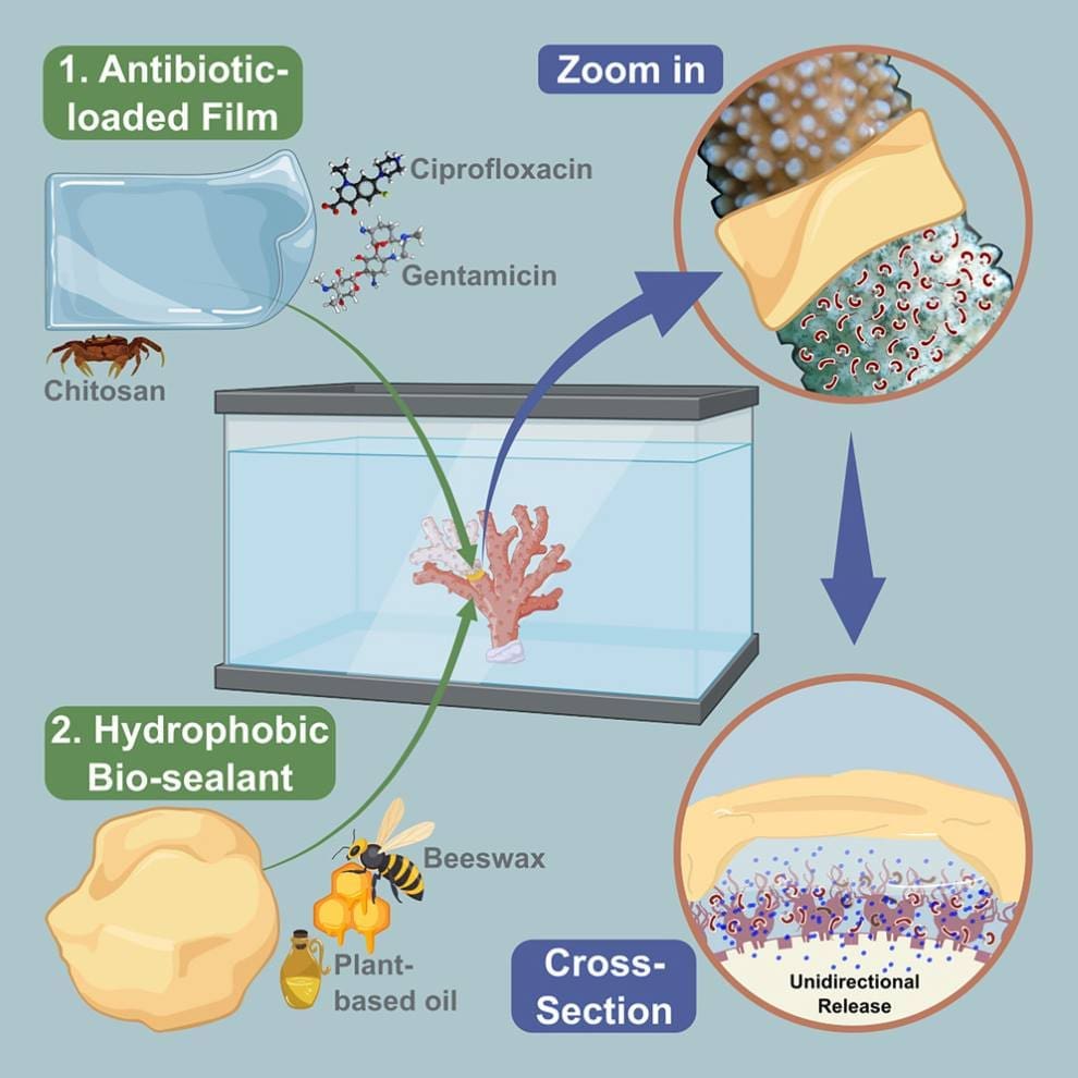 Image: Graphical abstract
