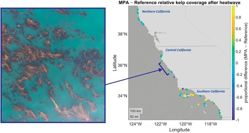 Marine protected areas help kelp forests recover from marine heatwaves Image: Graphical abstract (s. Marine protected areas enhance climate resilience to severe marine heatwaves for kelp forests)