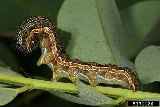 Image: Caterpillar of Helicoverpa armigera 
