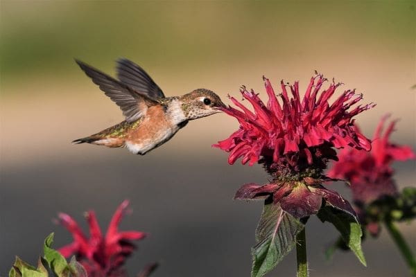 Image: Hummingbird (s. extreme heat, climate change, tropical birds)