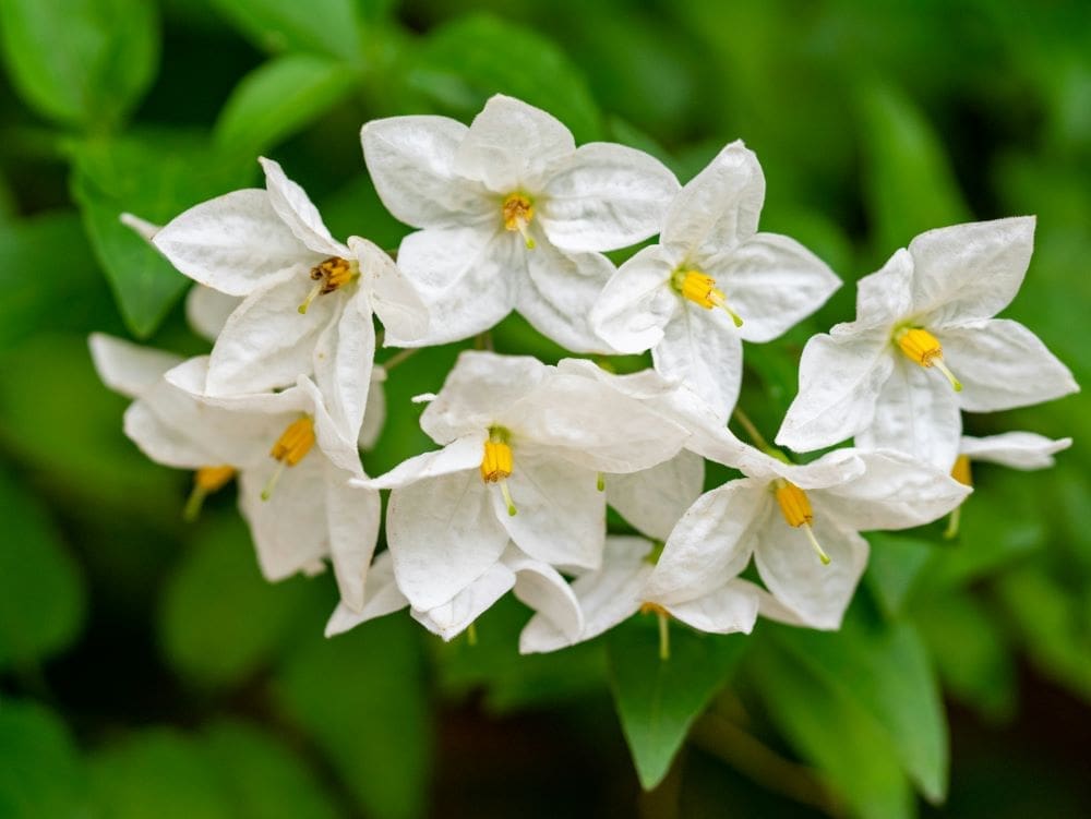 Image: Jasmine flowers blooming in natural garden
