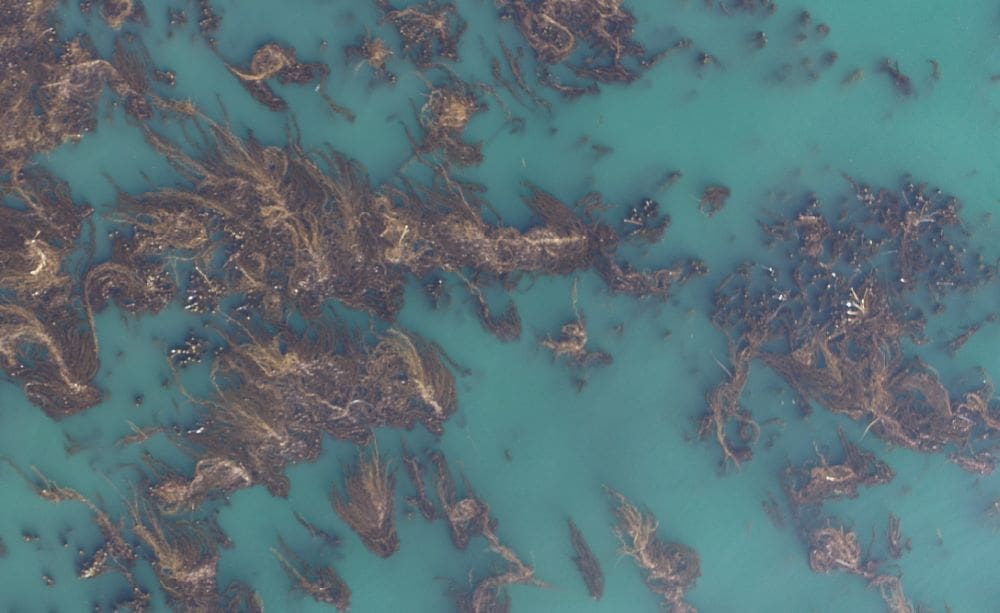 Marine protected areas help kelp forests recover from marine heatwaves Image: Aerial image of a kelp forest off the coast of California