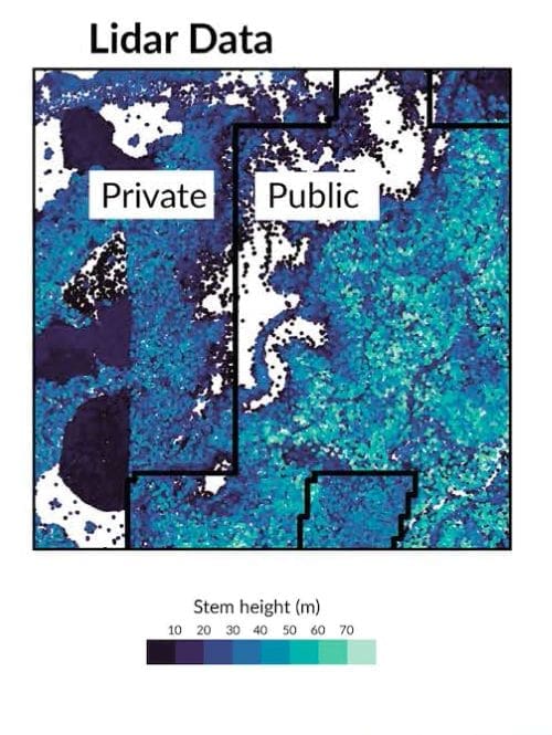 Image: Lidar-derived maps of individual trees
