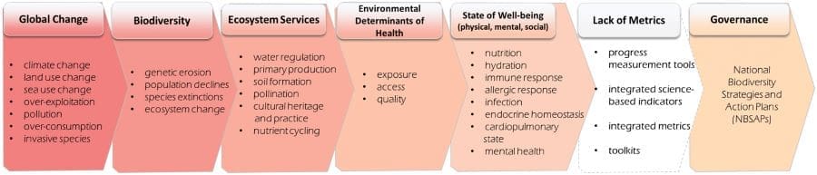 Image: Communicating the Relationship Between Biodiversity and Ecosystems and Human Health into National Governance The accelerating magnitude and pace of global change drivers are leading to significant biodiversity decline 