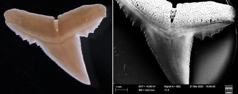Climate Science Digest: August 31, 2025 Image: Shark teeth