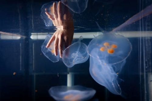 Image: moon jellyfish in a water tank