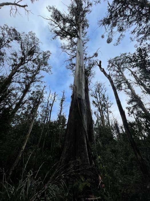 Climate Science Digest: August 27, 2025 Image: Heat-stressed Mountain Ash forest