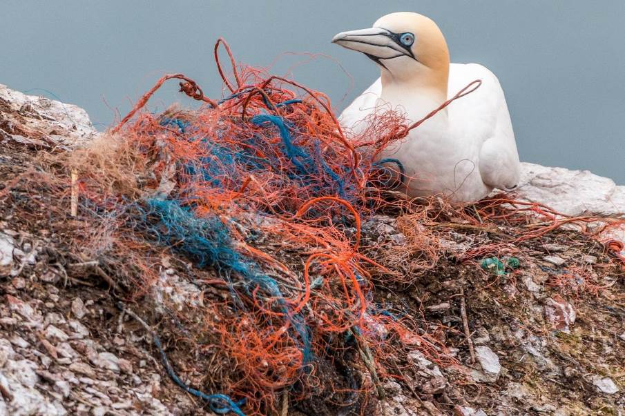 Image: Plastic pollution. bird, environment