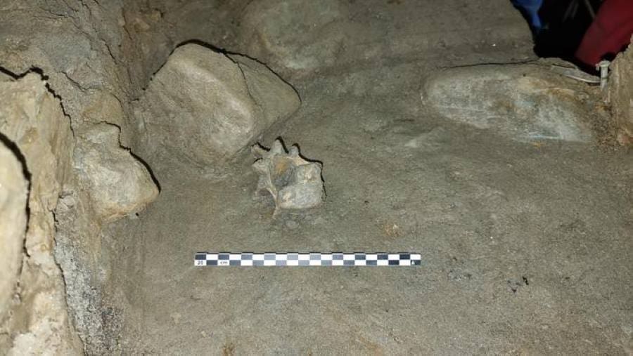 Climate Science Digest: August 4, 2025 Image: Polar Bear bone in a cave