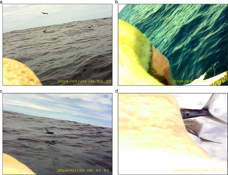 Image: Bird-borne video camera footage of a red-footed booby 