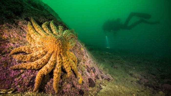 Image: Sunflower sea star