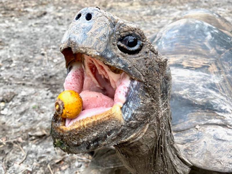 Seed-dispersing animals are vital to forests and climate, scientists warn Image: animal eating a fruit (s. seed-dispersing animals)