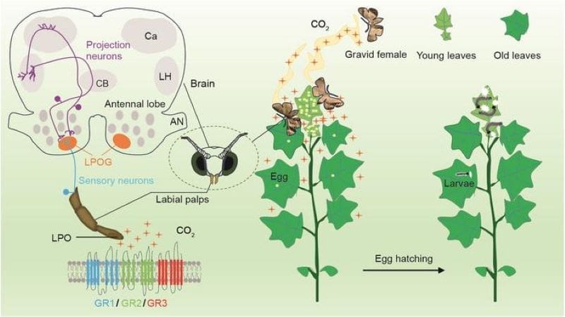 Image: The sensory mechanisms underlying CO2-induced oviposition behavior in Helicoverpa armigera 