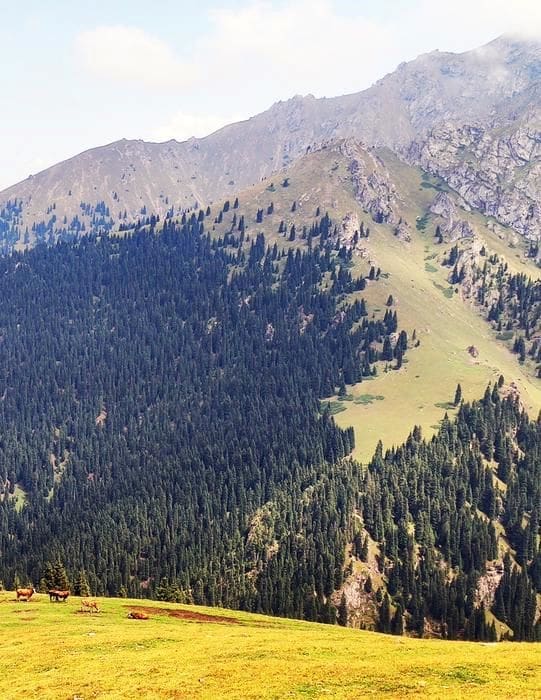 Climate Science Digest: August 27, 2025 Image: trees on a mountain (Picea schrenkiana)
