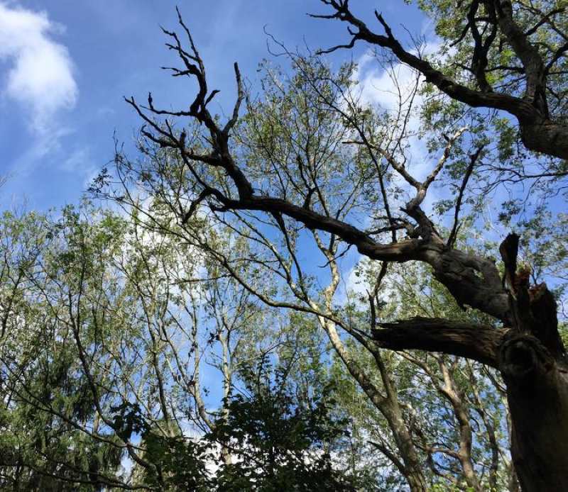 Image: Effects of ash dieback 