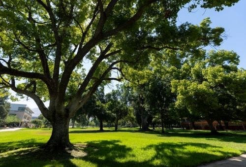 Why tropical trees cool more and burn less than forests elsewhere Image: Trees