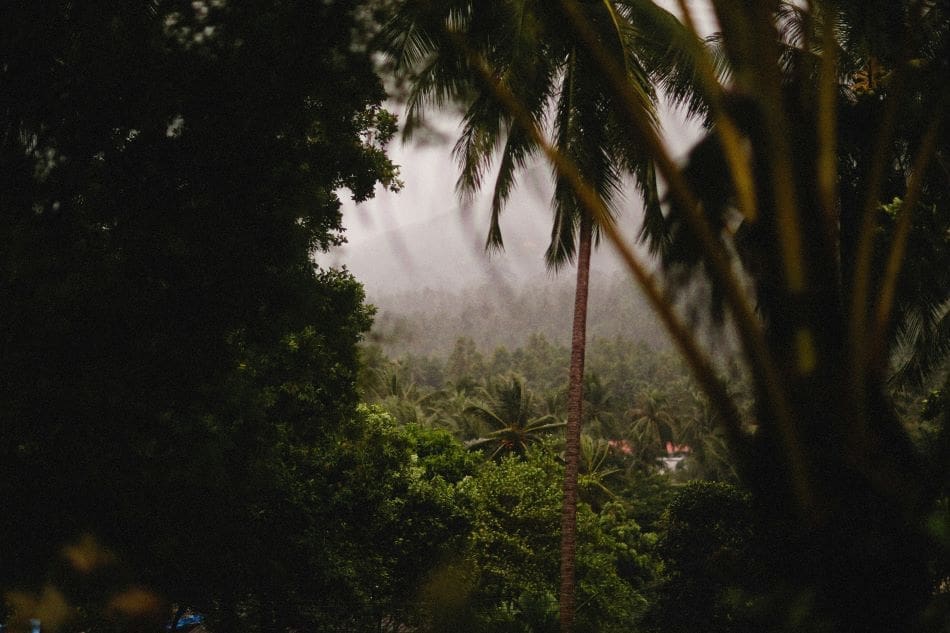 Image: a lush green forest filled with lots of trees