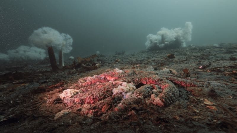Image: Wasting sunflower sea star 
