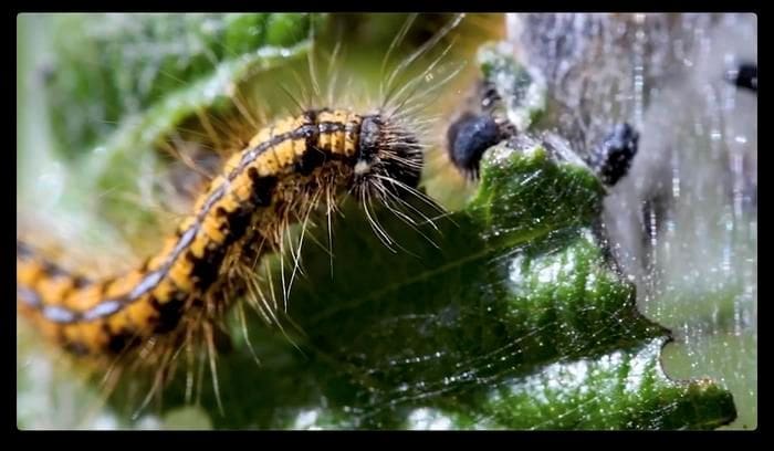 Image: Western tent caterpillar close up