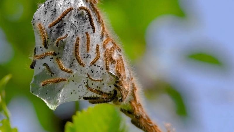 Climate Science Digest: August 12, 2025 Image: Western tent caterpillars