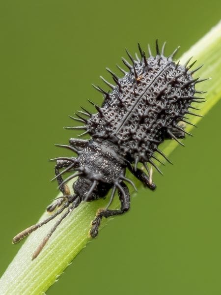 Image: Black Spiny Leaf Beetle (Rhadinosa fleutiauxi)