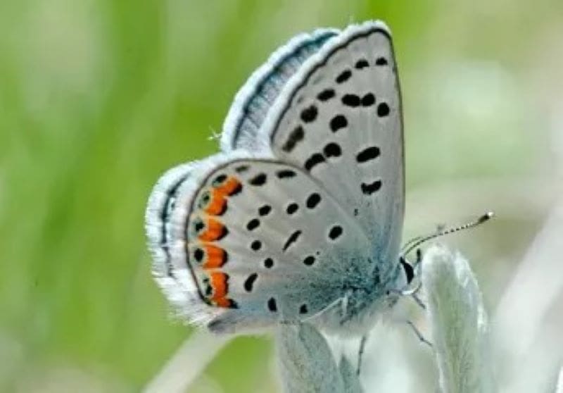 Insects disappearing even in pristine mountain ecosystems Image: Lupine Blue (Plebejus lupini) (s. insects, climate change)