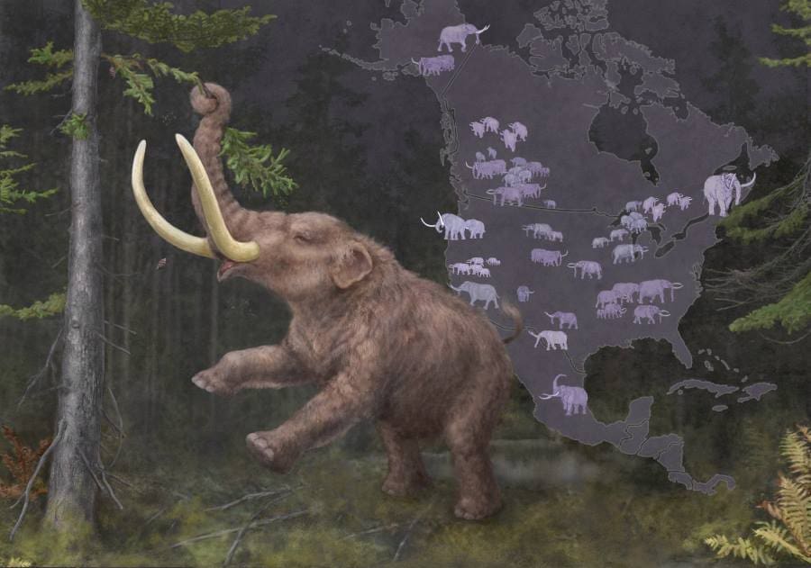 Image: Illustration of an adult mastodon (Mammut sp.)
