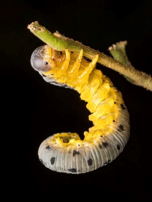 Image: Sawfly Larvae (Agenocimbex maculatus)