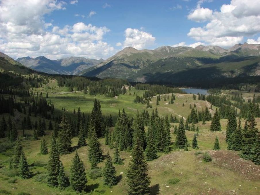Image: Colorado meadow used for Keith Sockman's 20 year study