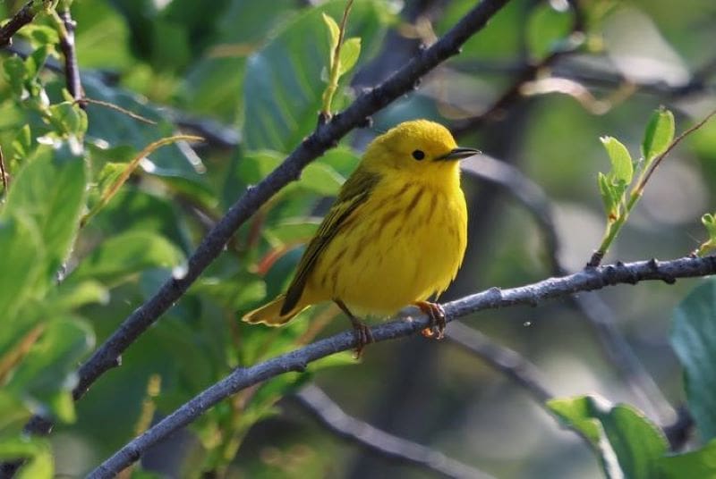 Image: A Yellow warbler